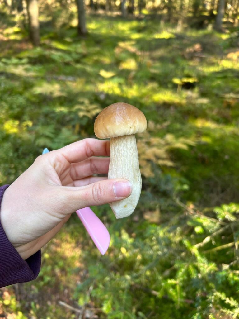 Uczestnicy grzybobrania