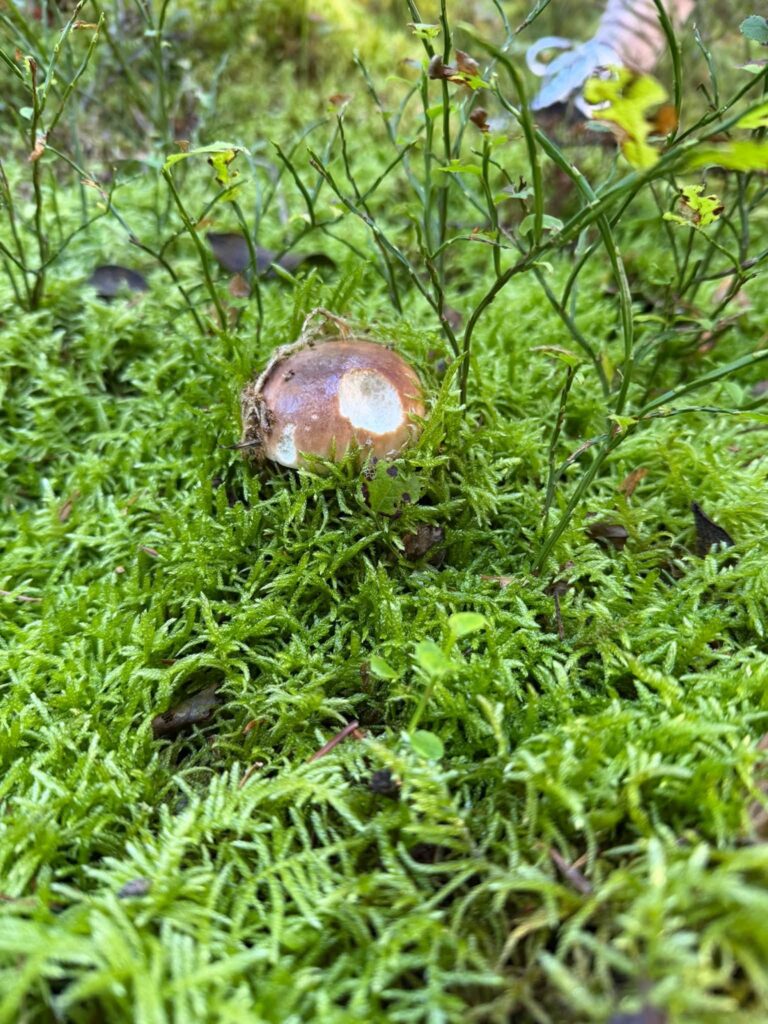Uczestnicy grzybobrania
